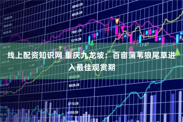 线上配资知识网 重庆九龙坡：百亩蒲苇狼尾草进入最佳观赏期